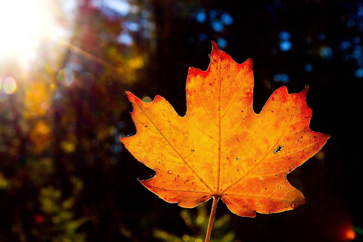 Read more about the article A Glowing Sunset