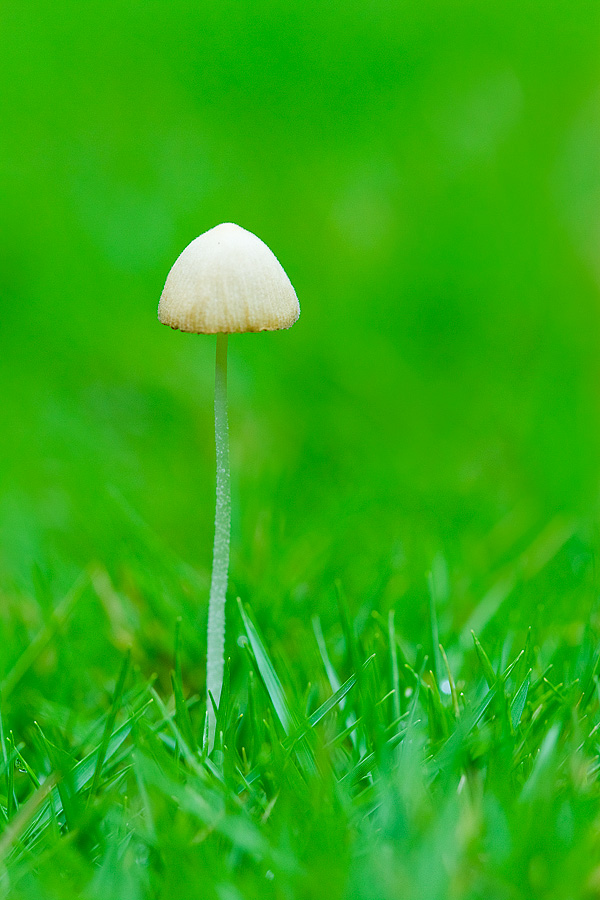 You are currently viewing Spring Mushroom