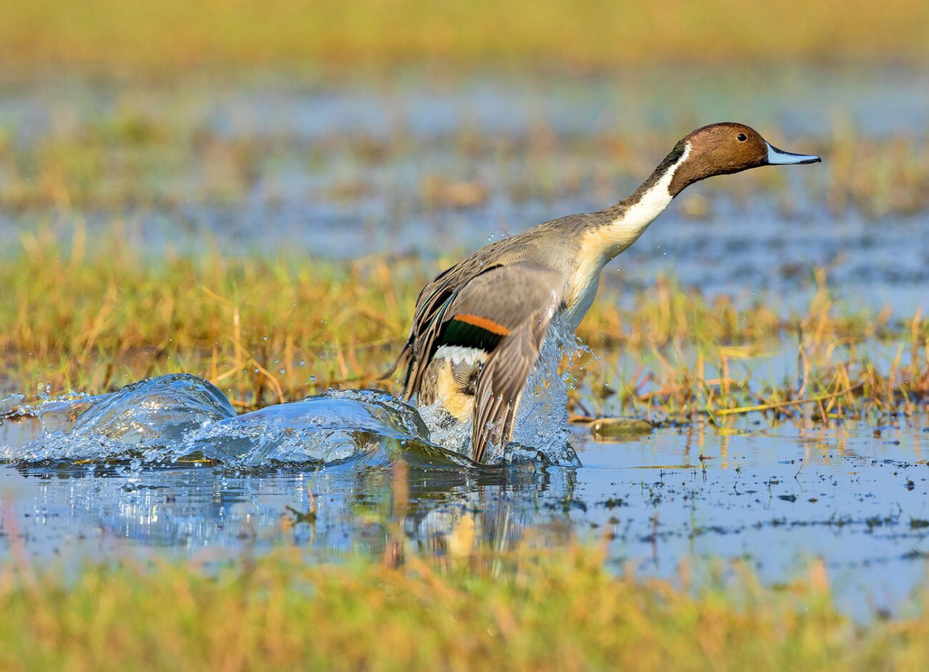 Underwater Duck