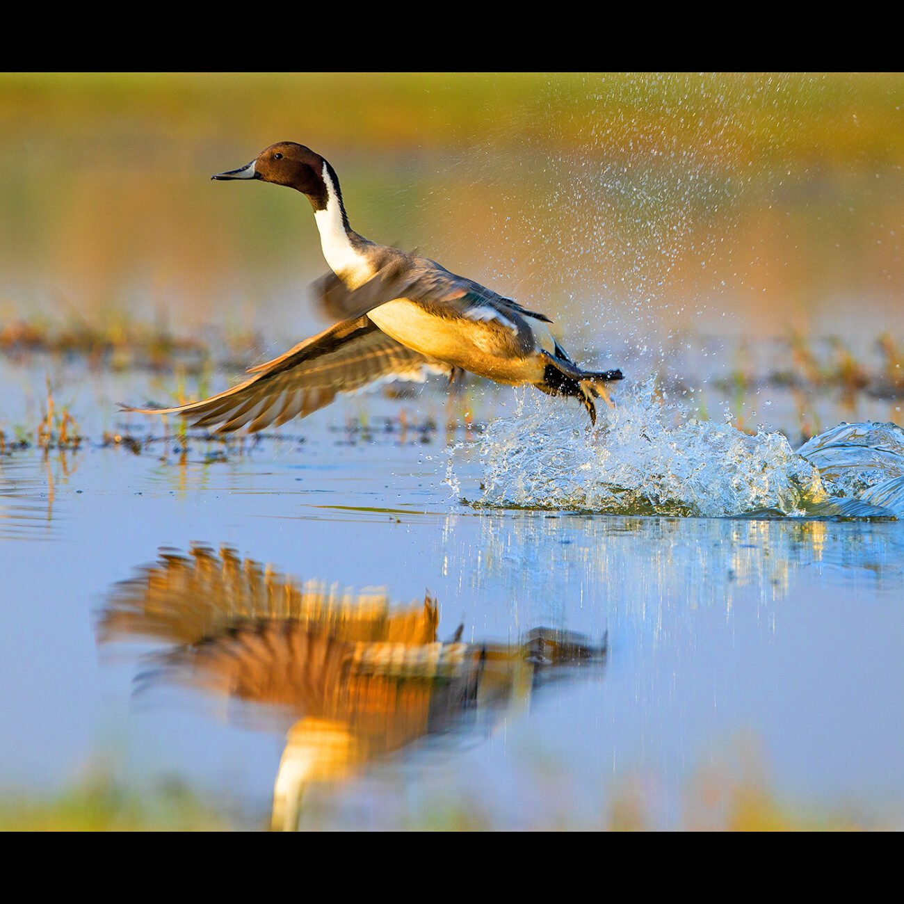 Making a splash