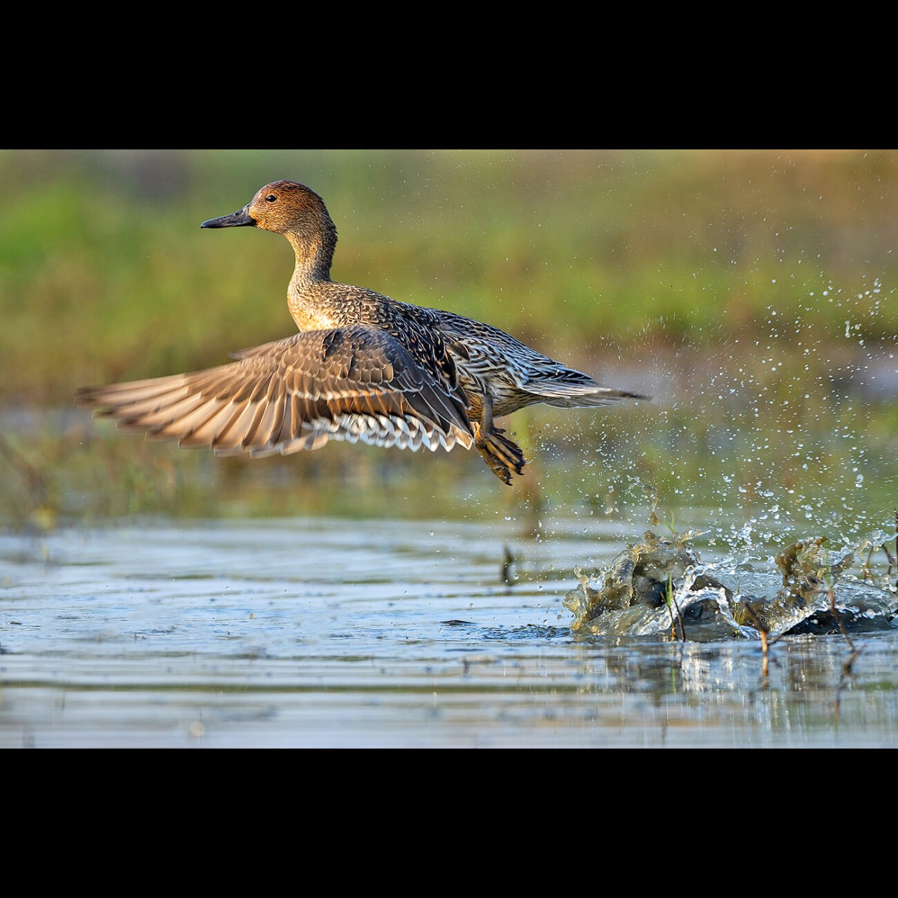 Off with a splash