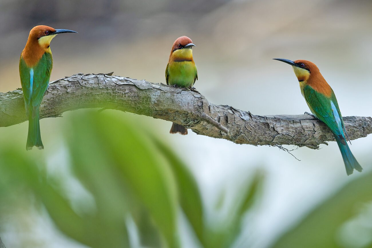 Birds of a feather…