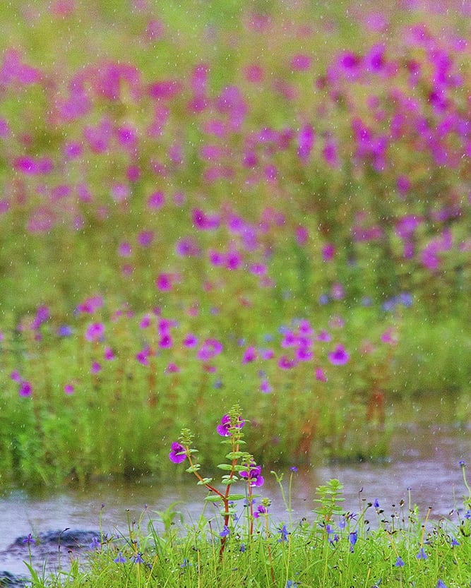 Read more about the article Rain Flowers