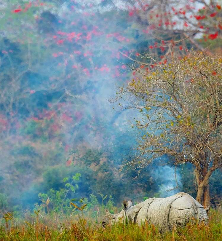 Read more about the article Smoke on the grassland