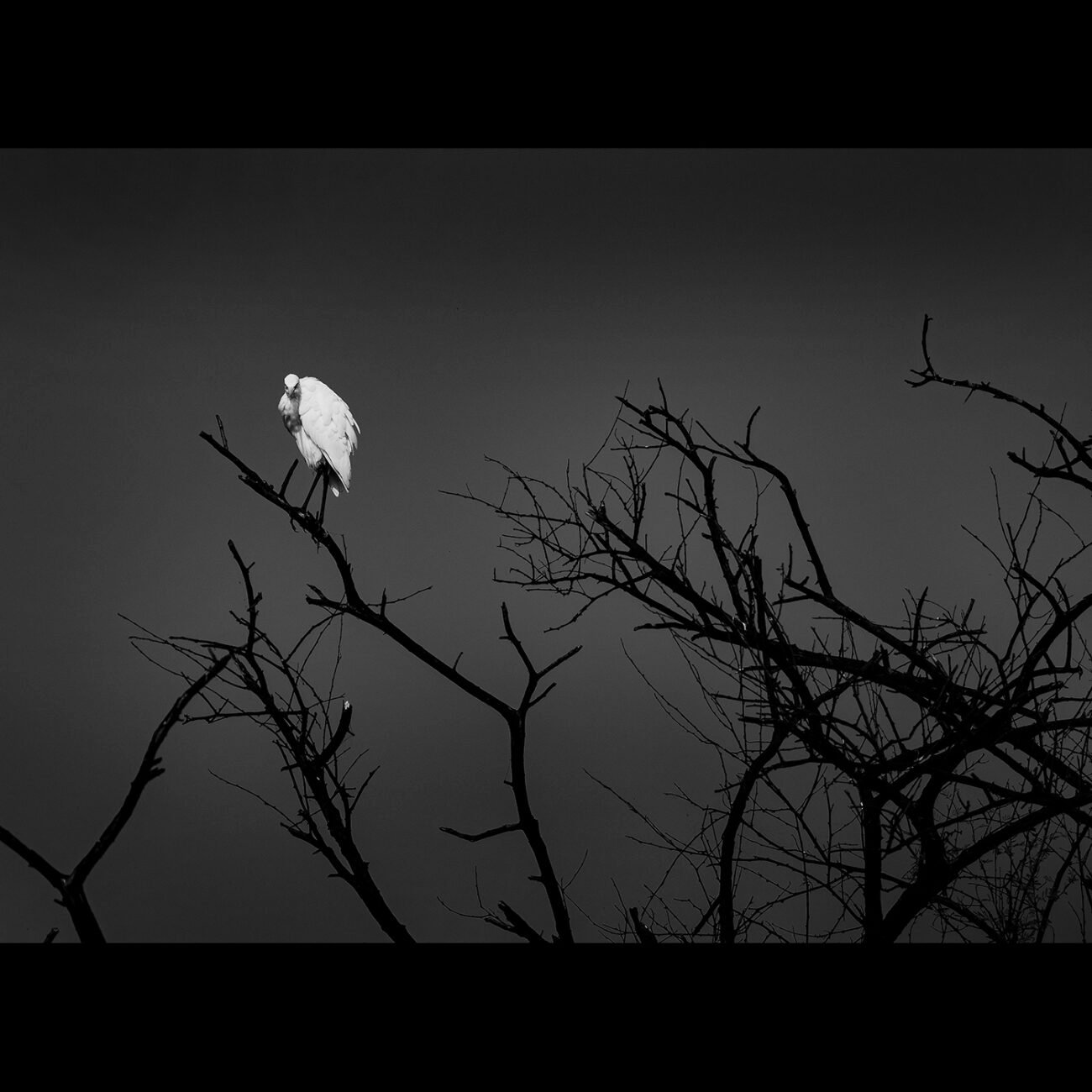 Angel in waiting