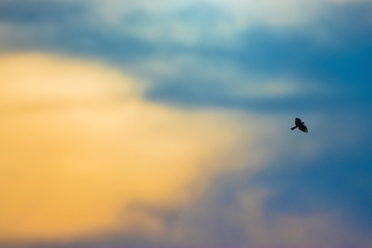 Pipit Sunset