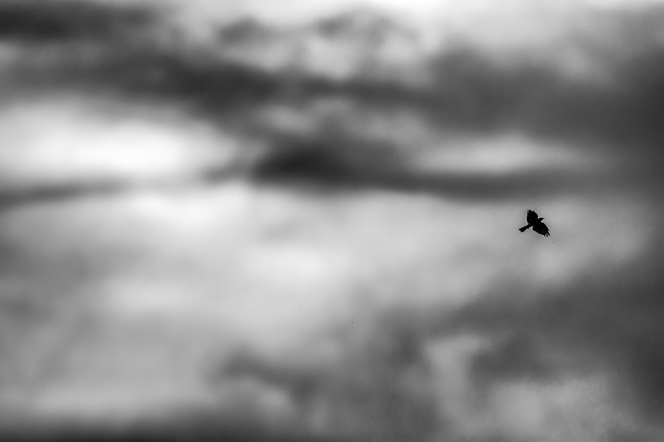 Sunset Pipit