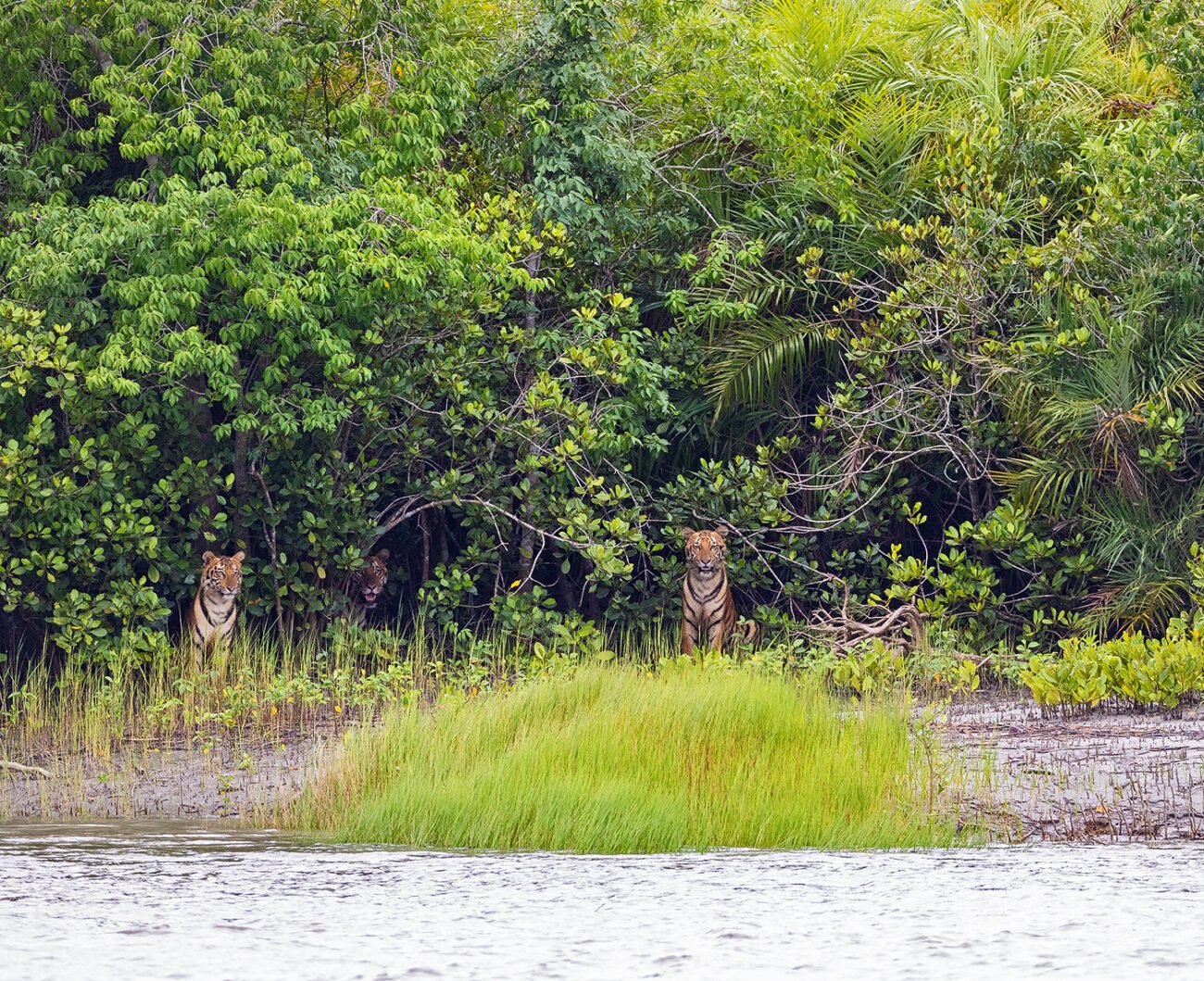 Three Tigers