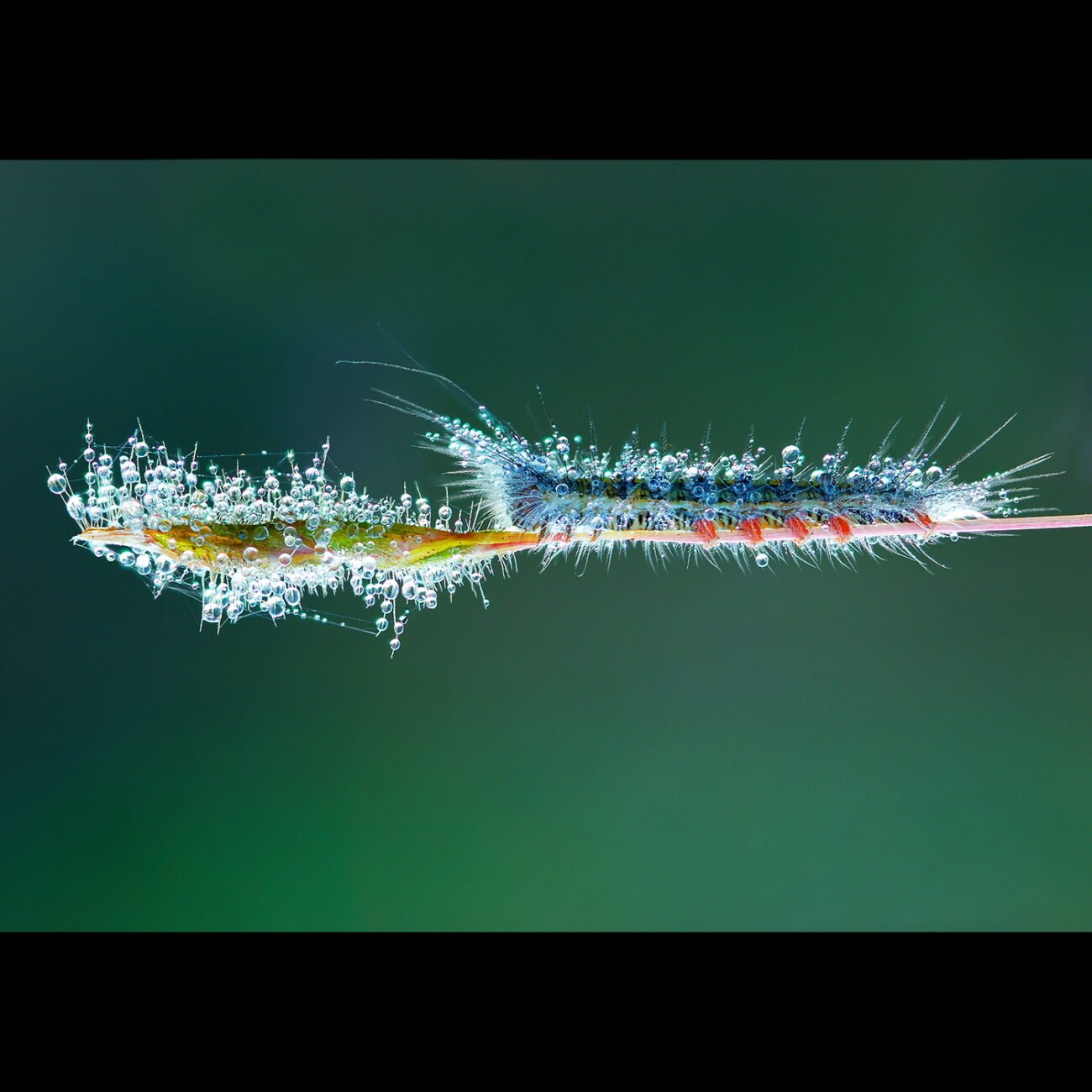 Dewdrop caterpillar, Bengaluru