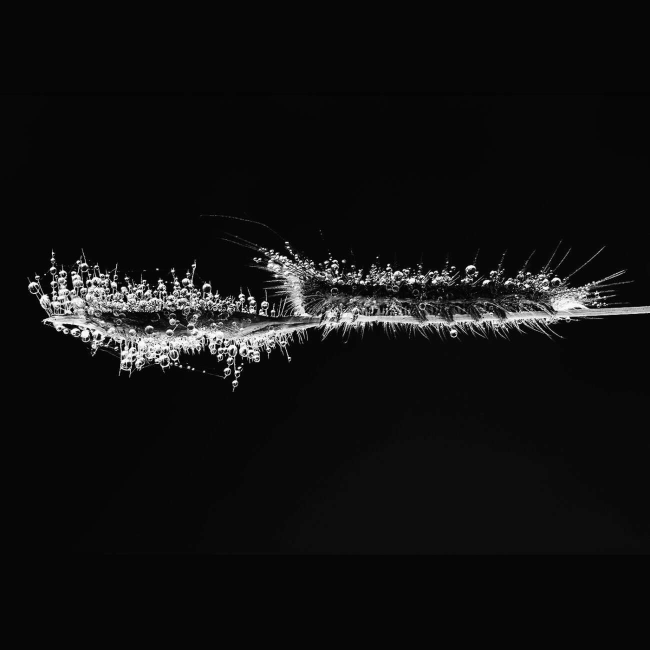 Dewdrop caterpillar, Bengaluru