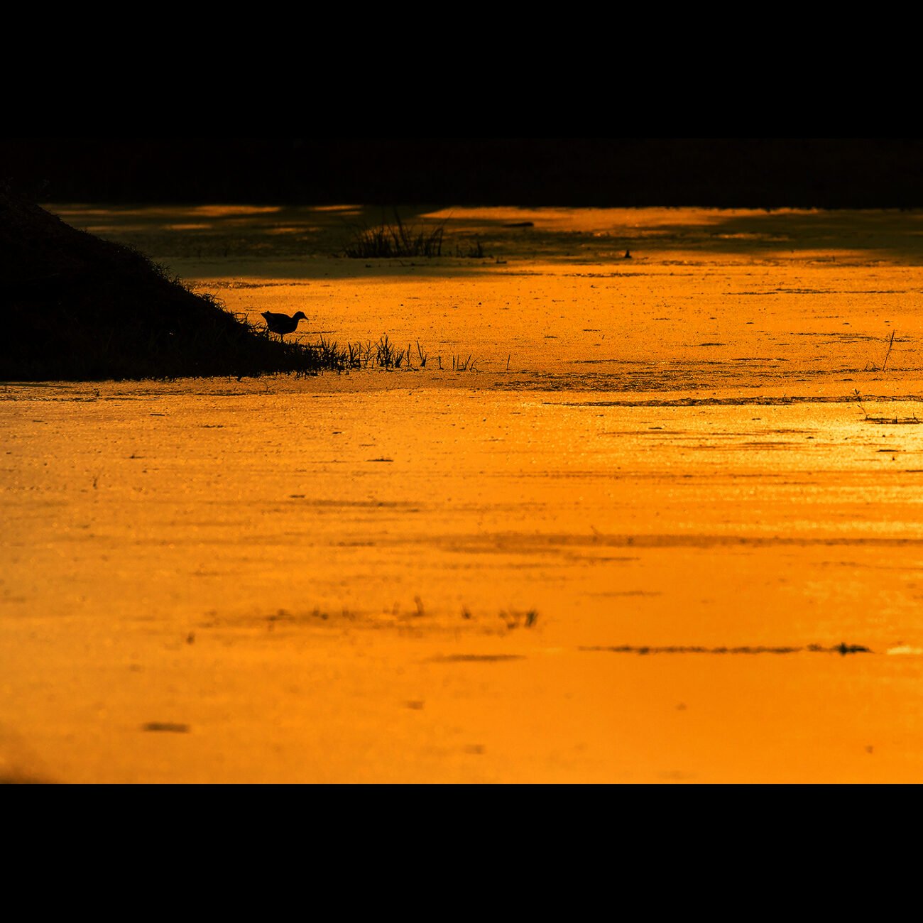 Golden Lake