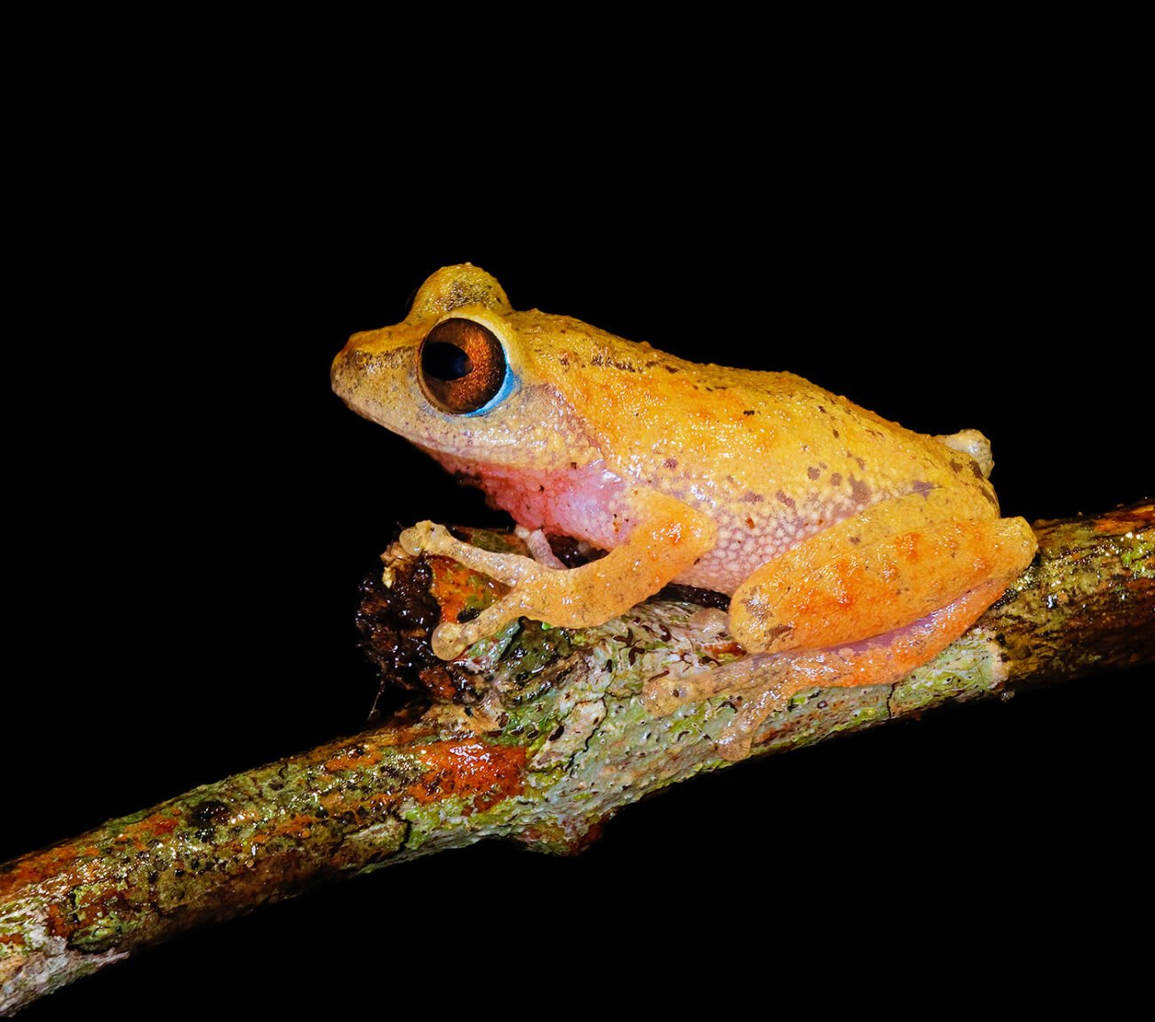 Frog in Munnar, Kerala