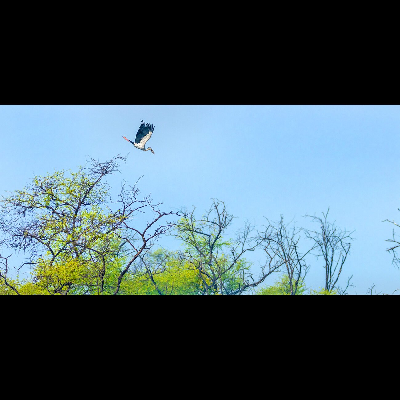 Open Bill Stork, Bharatpur