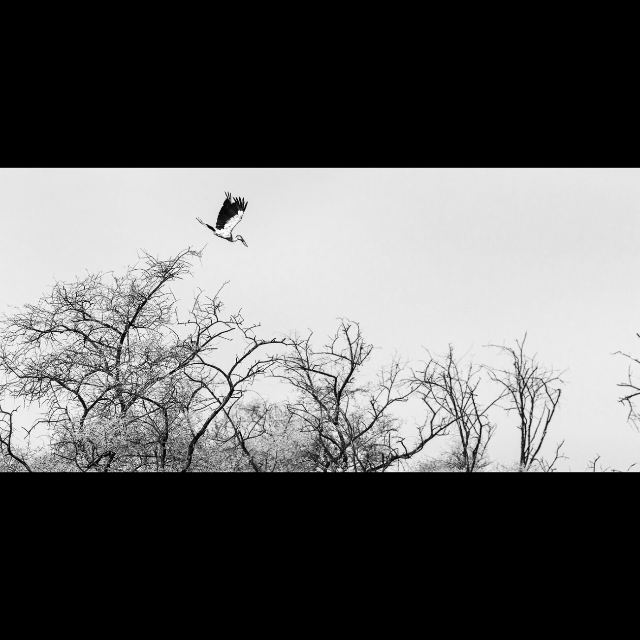 Open bill stork, bharatpur