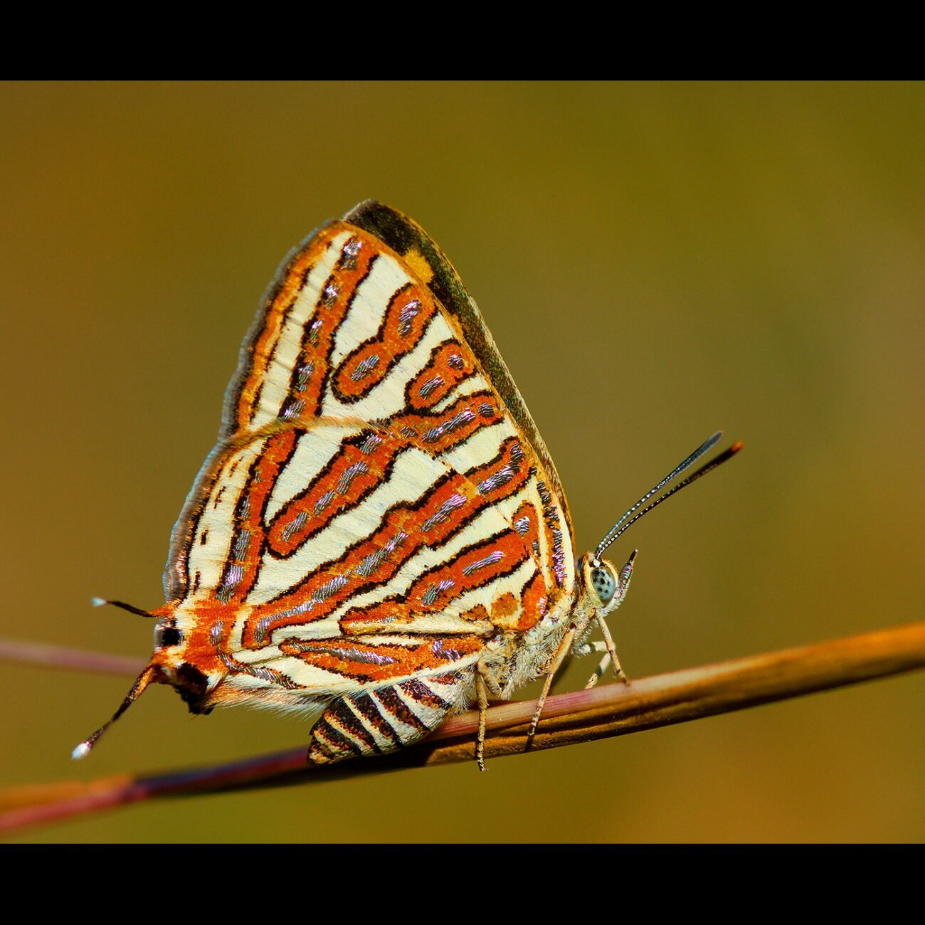 Silverline Butterfly
