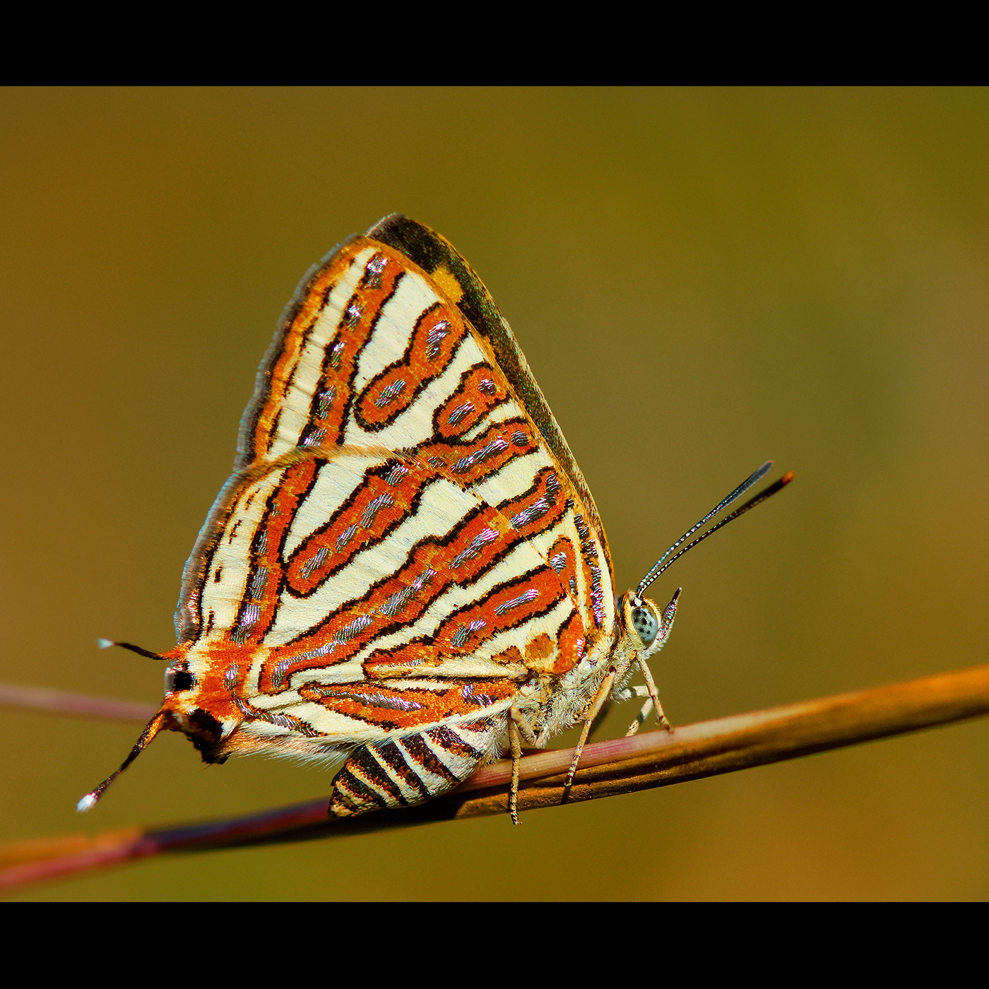 You are currently viewing Silverline Butterfly