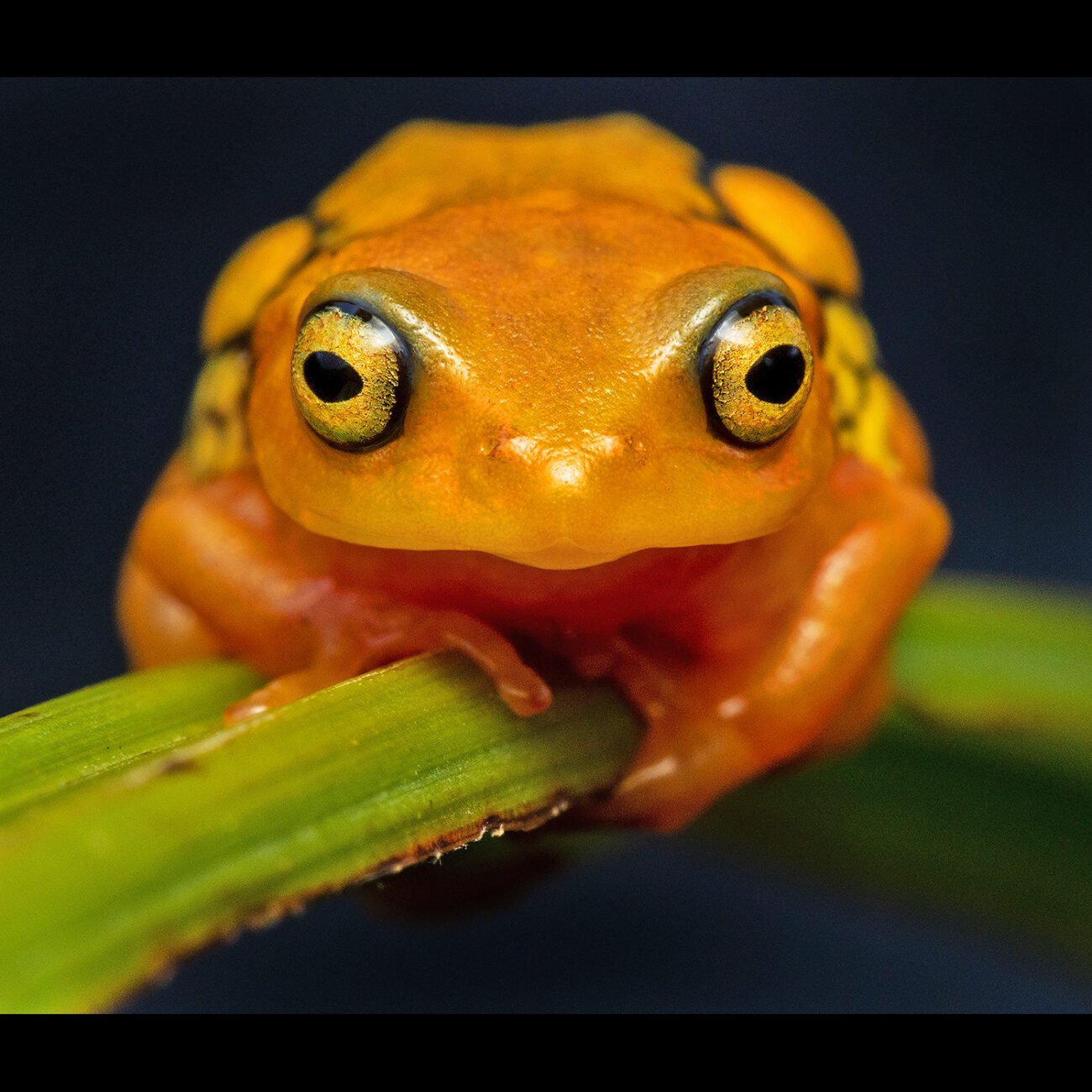 Frog, Munnar