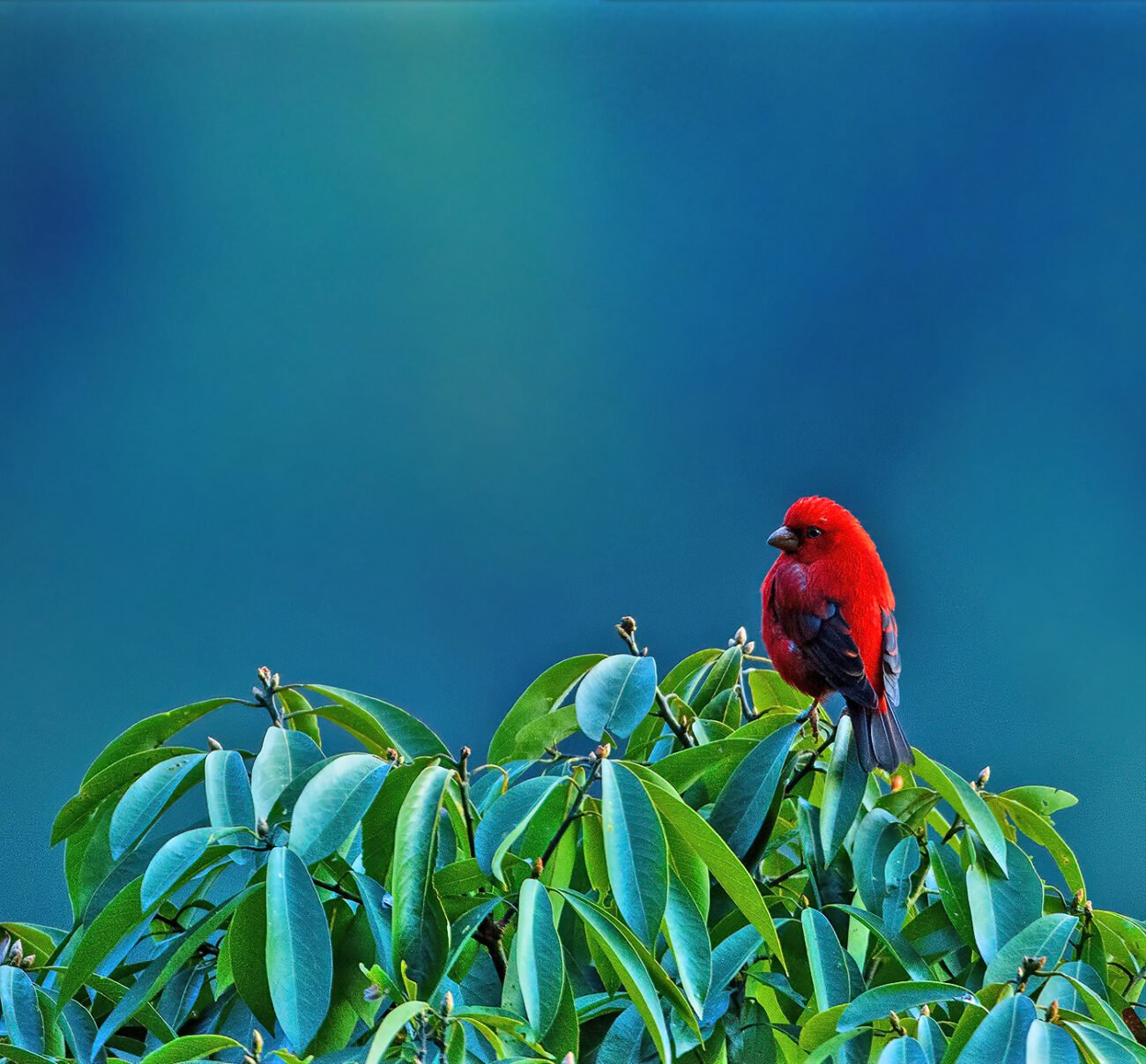 Scarlet Finch