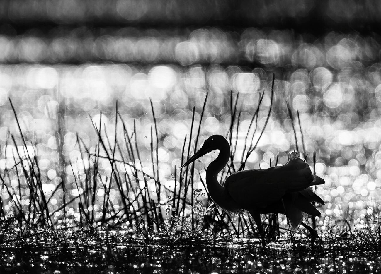 Backlit Egret, Mangalajodi