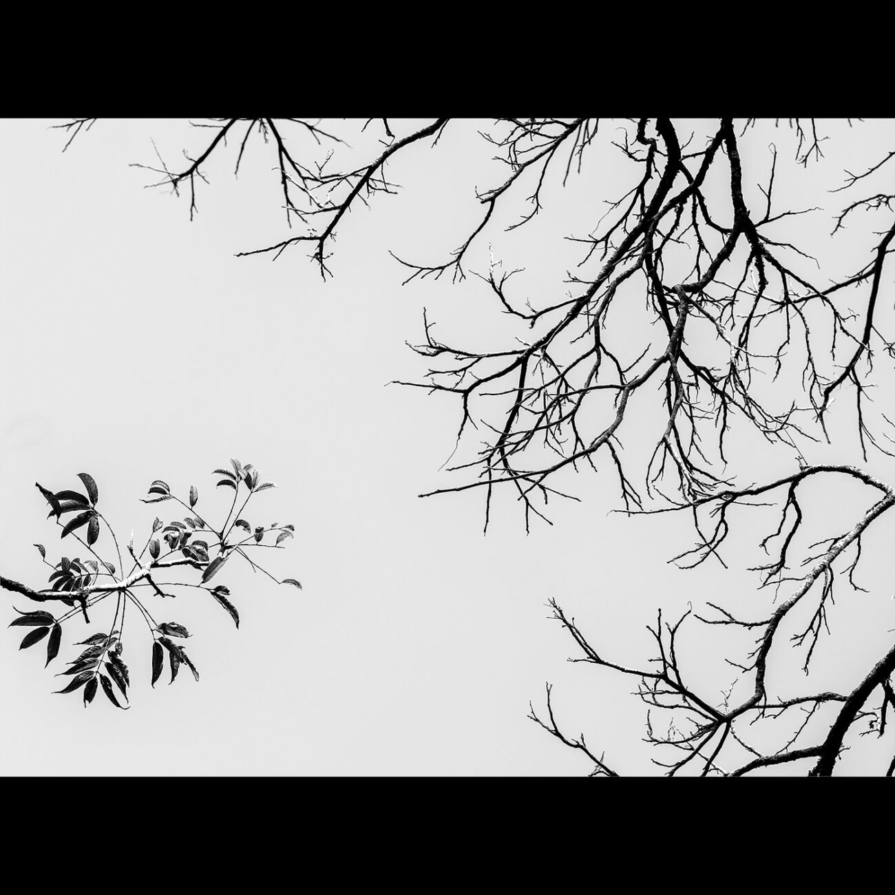 Death creeping over life