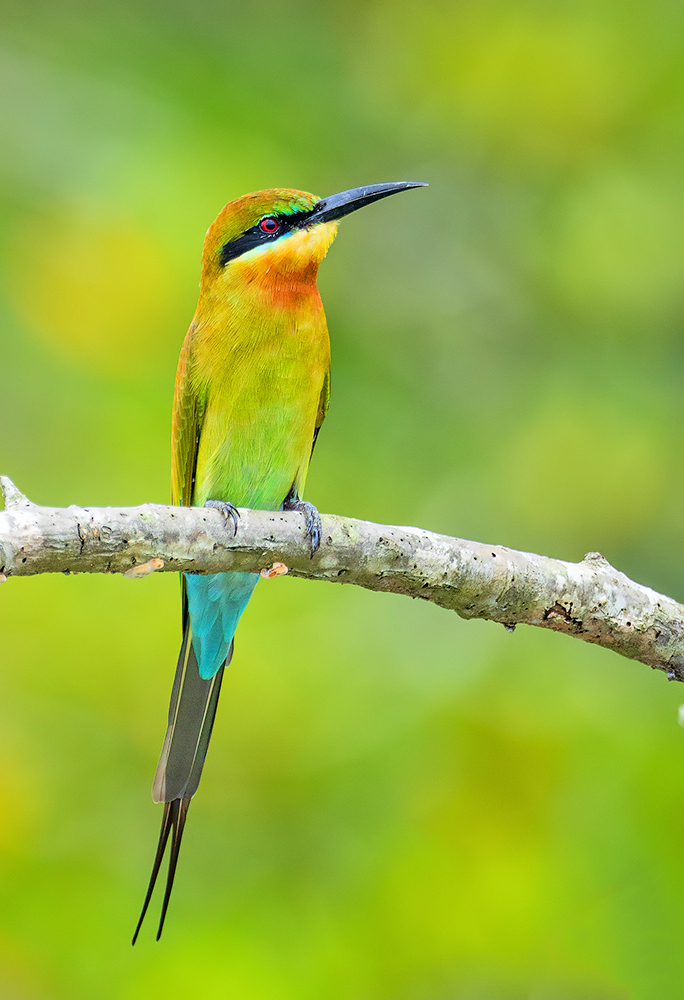 You are currently viewing Bee Eater in Sundarbans