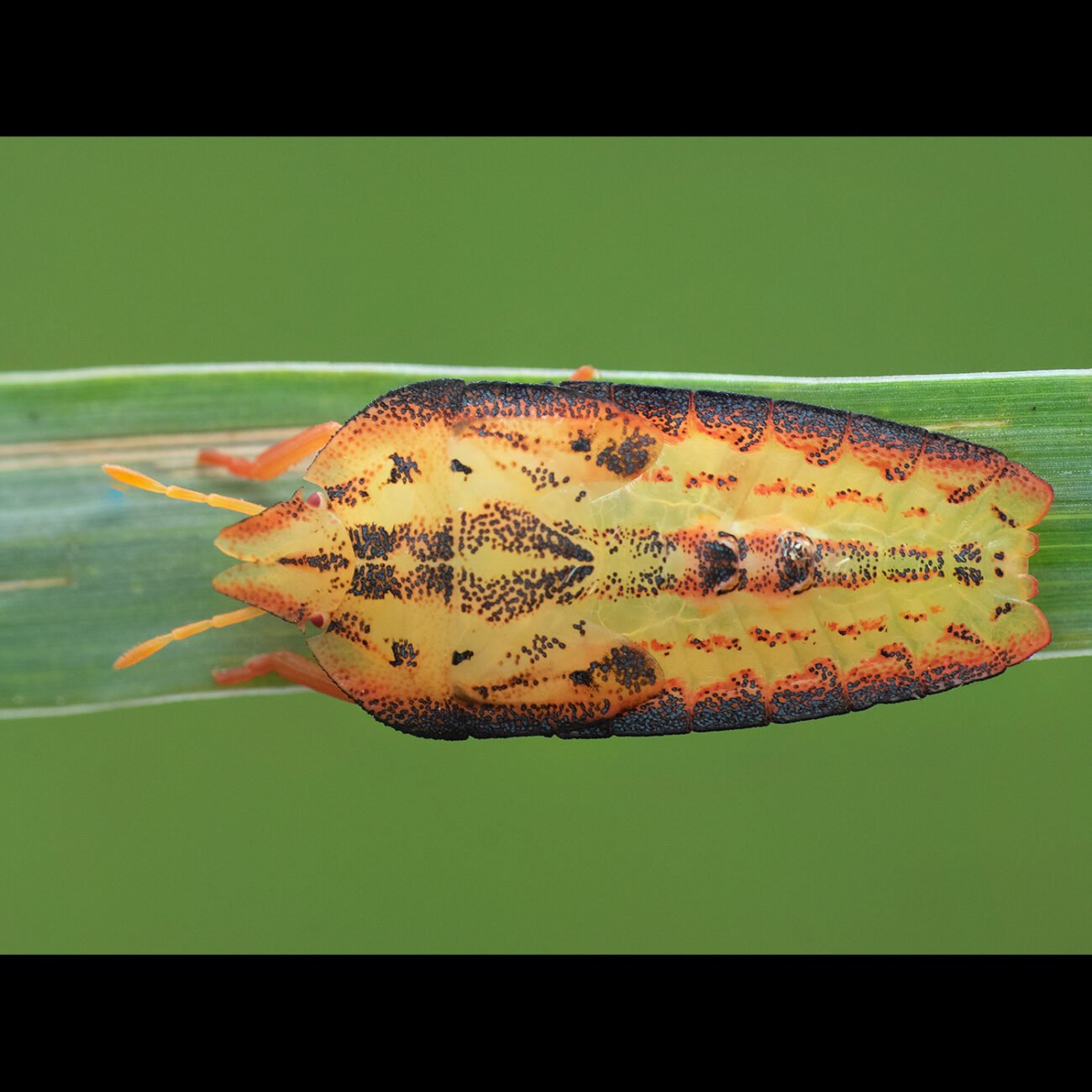 Bug, Bengaluru