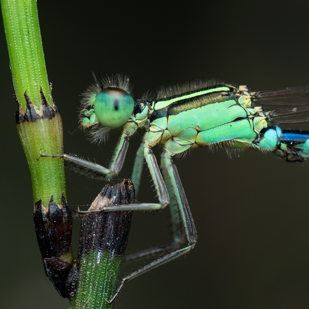 Read more about the article Damselfly