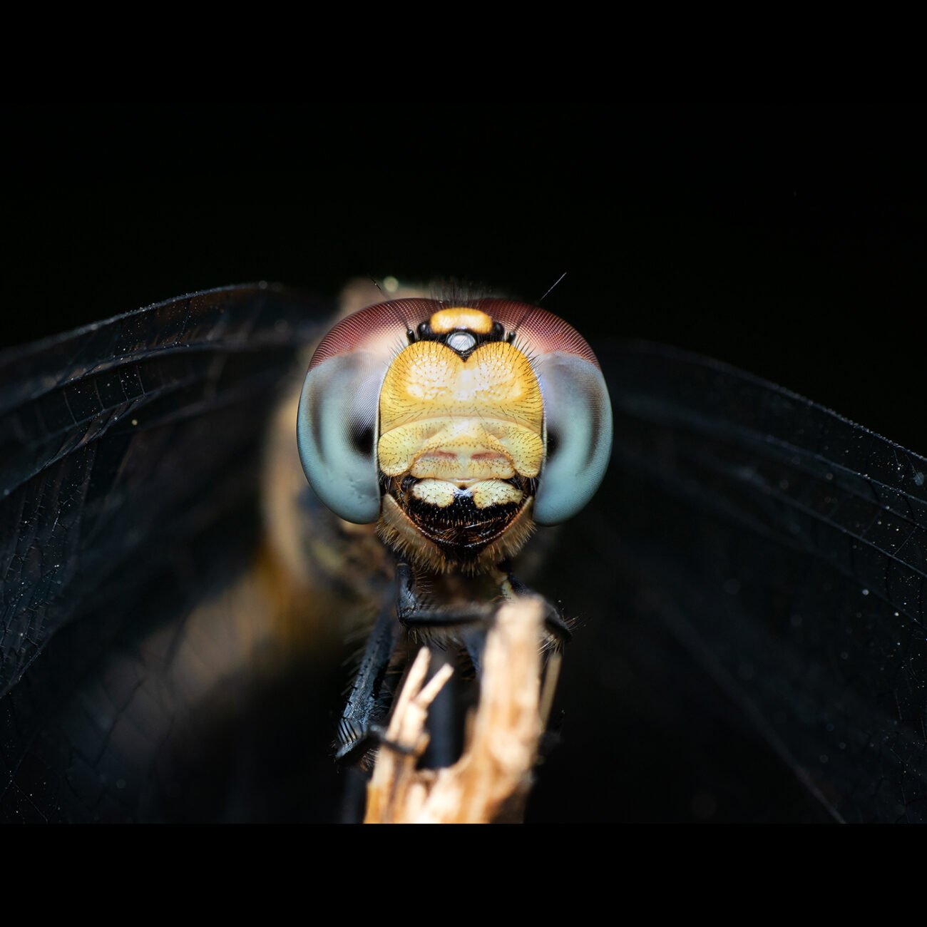 Dragonfly Bengaluru