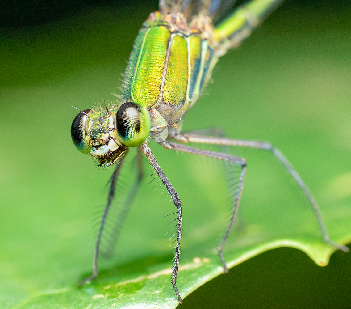 Read more about the article Forest Glory Damselfly, Coorg