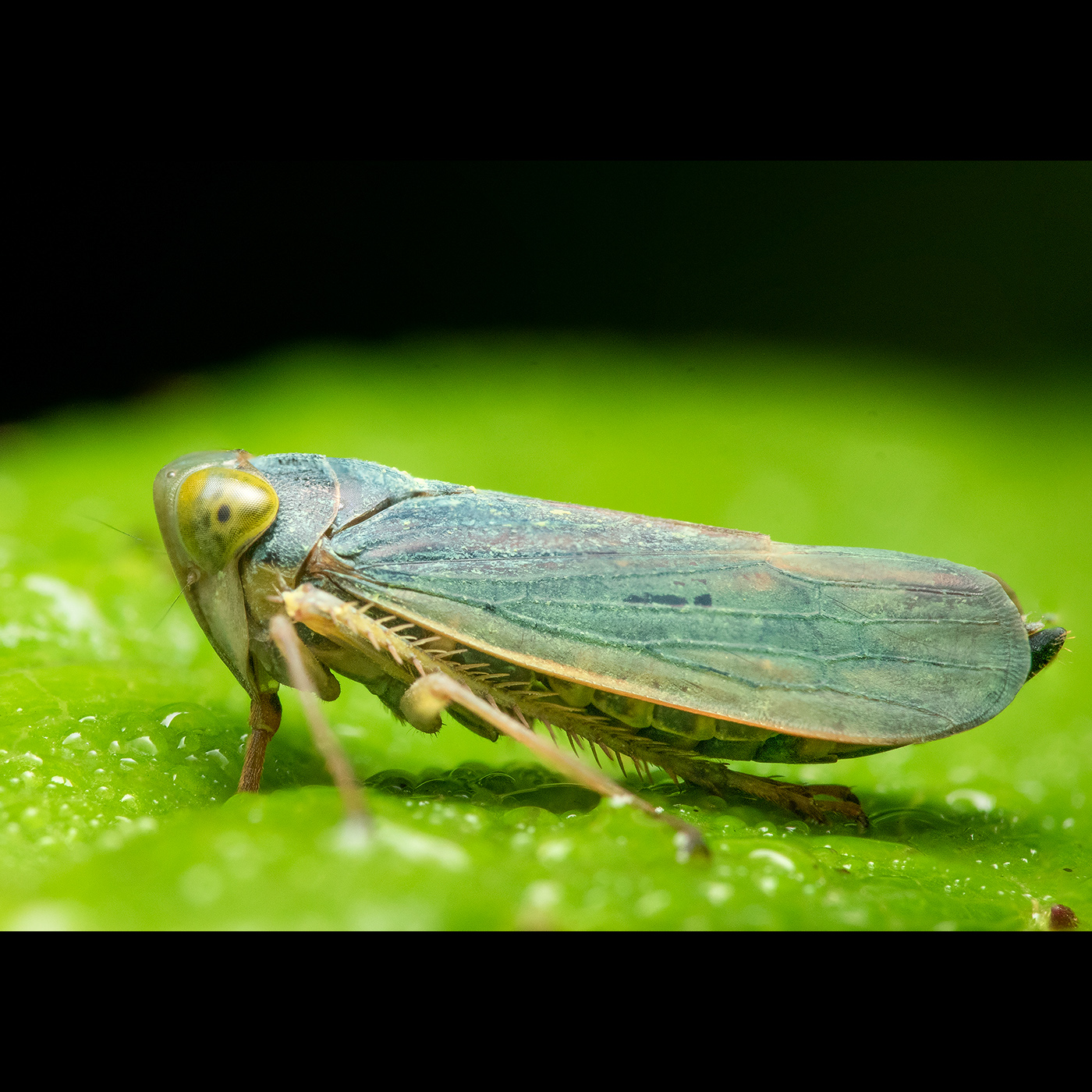 Read more about the article Planthopper, Coorg