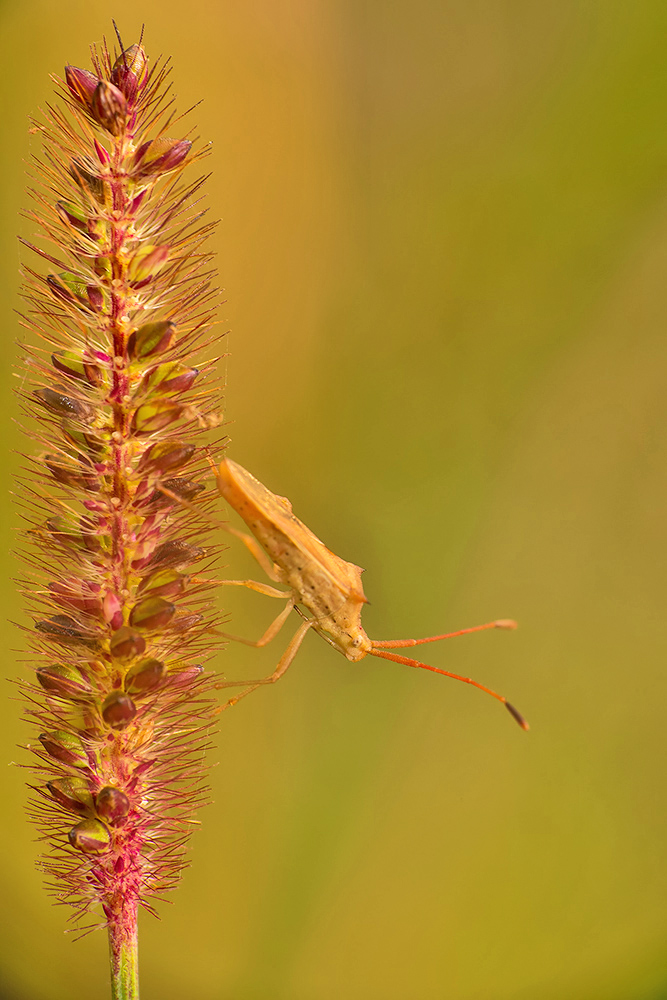 Read more about the article Assassin bug Bengaluru