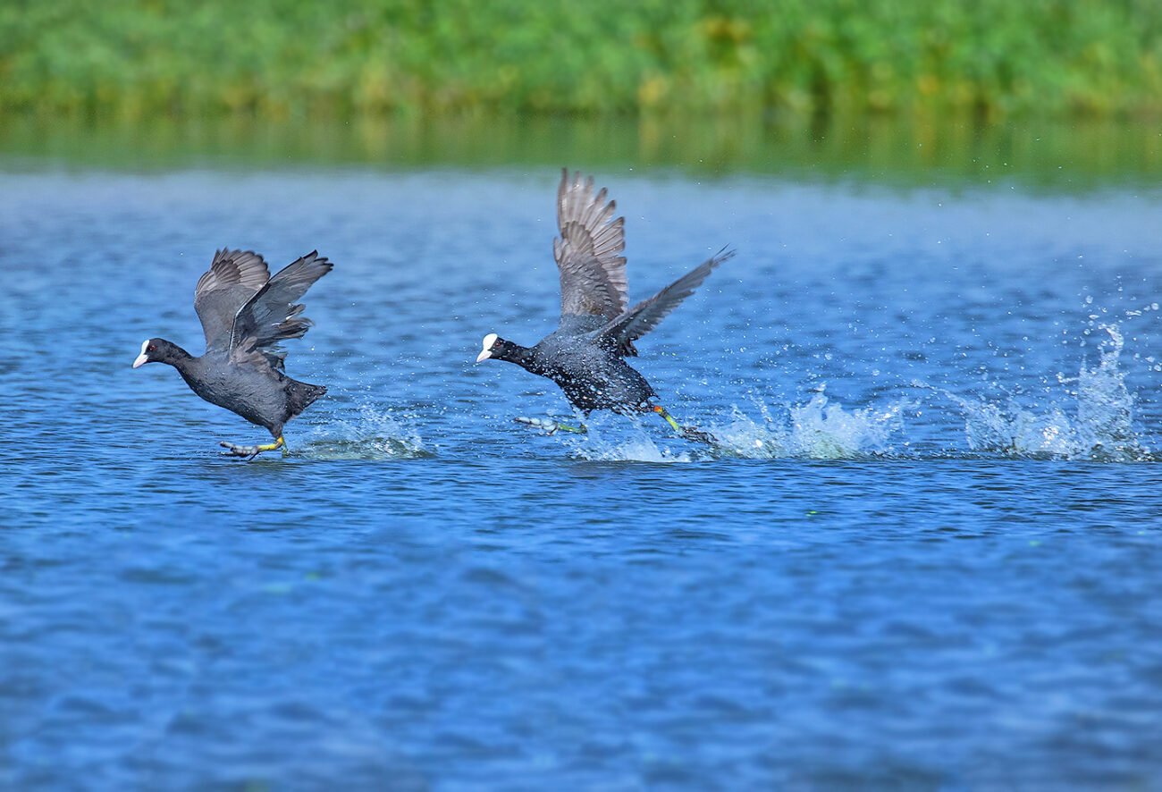 Battle on the lake