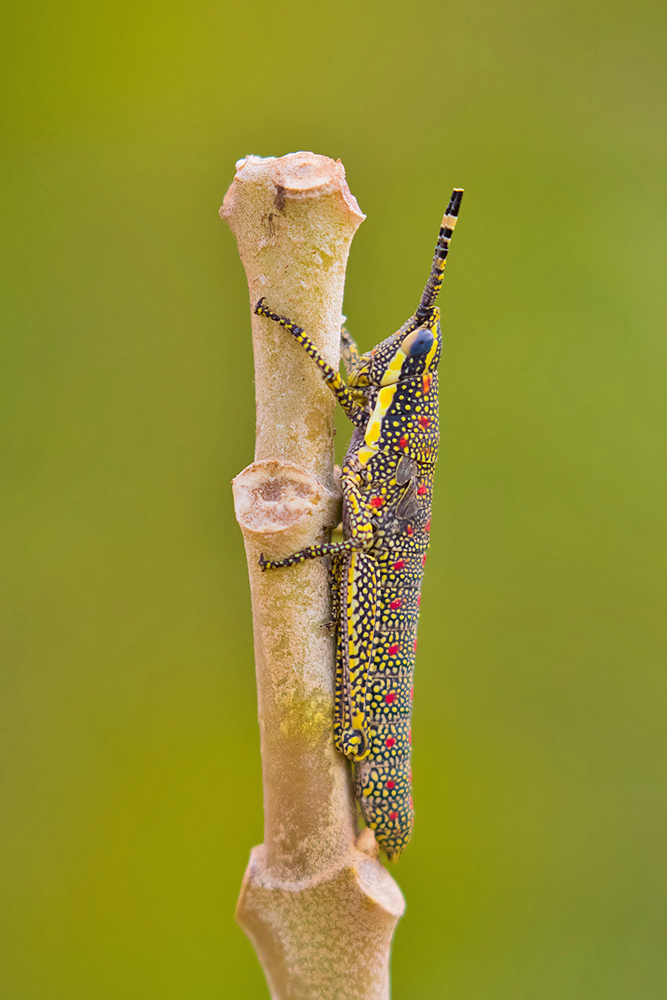 Read more about the article Painted Grasshopper Bengaluru