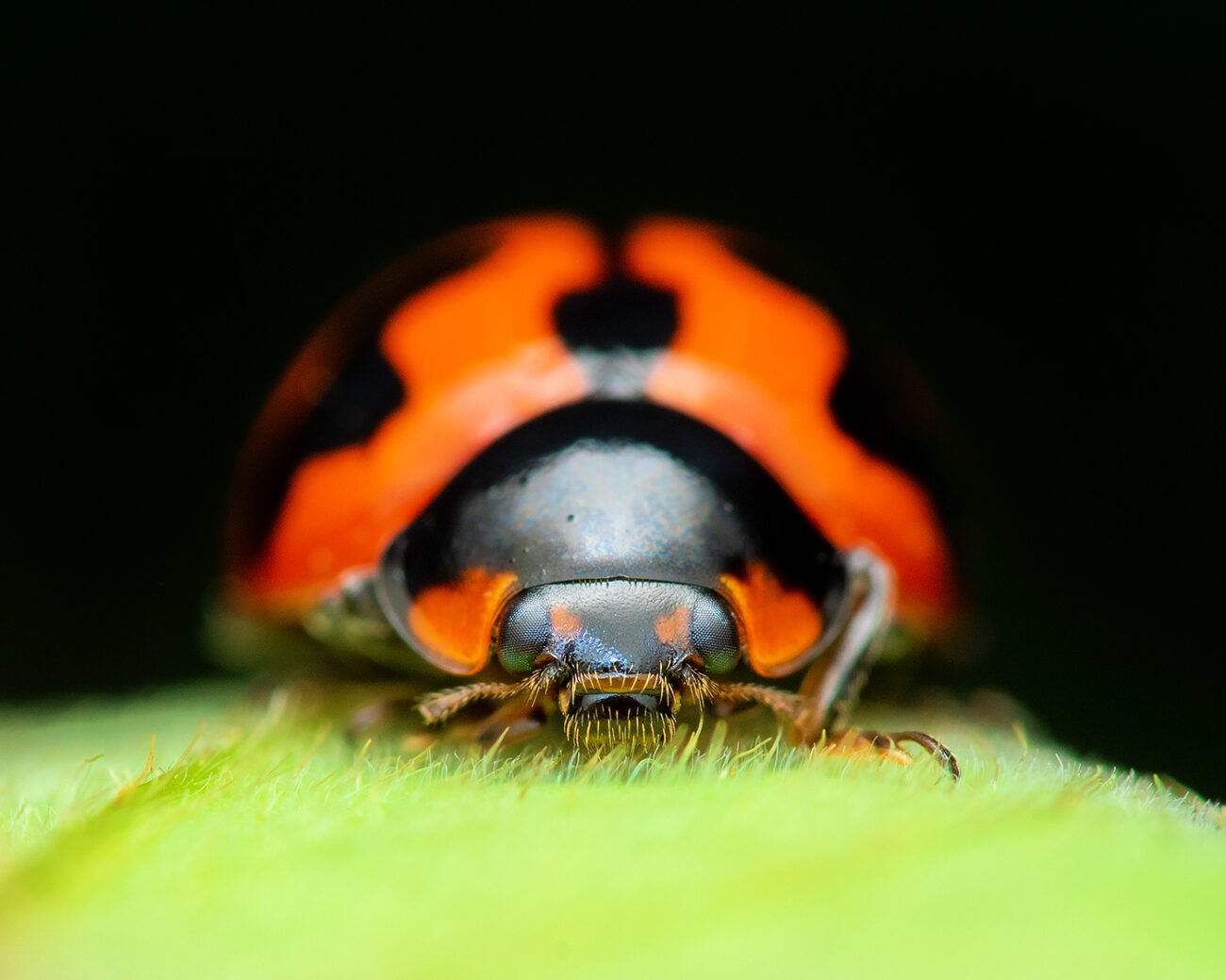 Lady Bug, Bengaluru