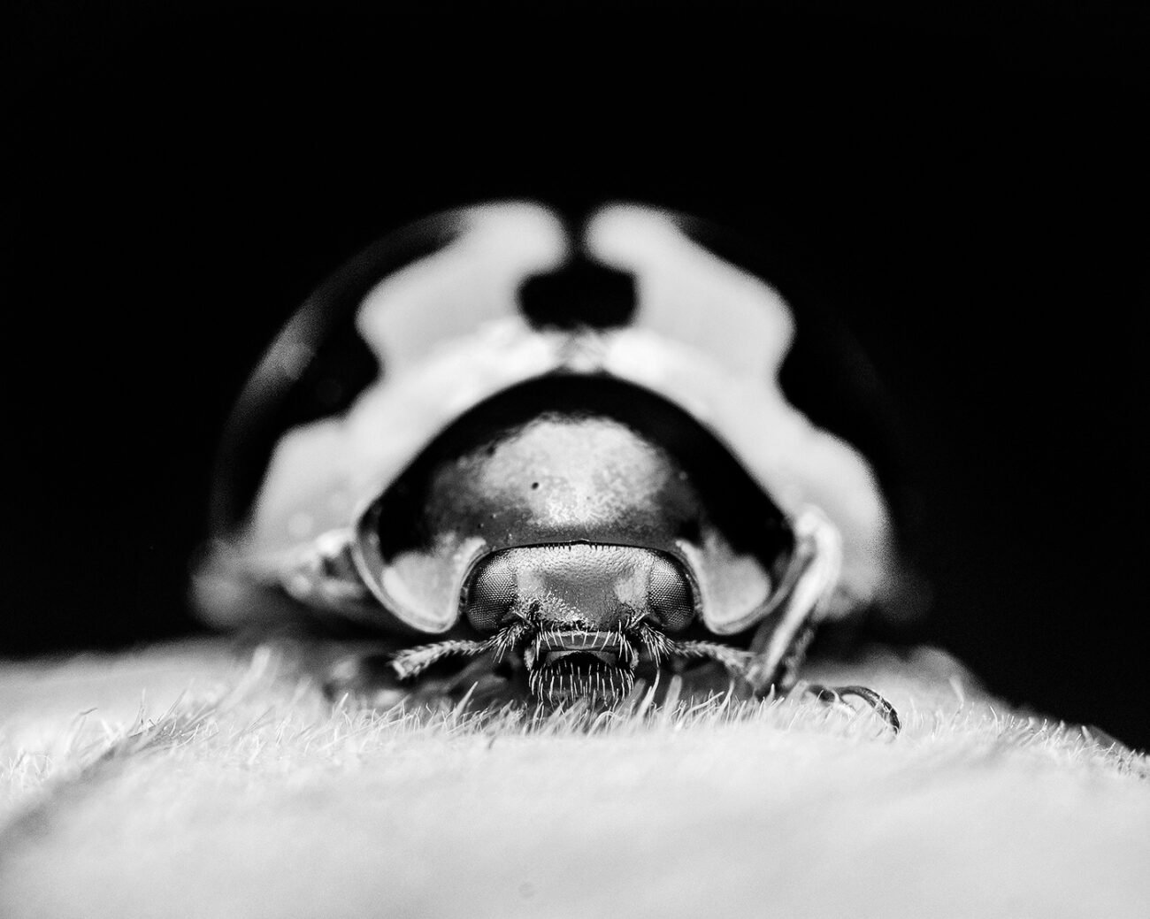 Lady Bug, Bengaluru