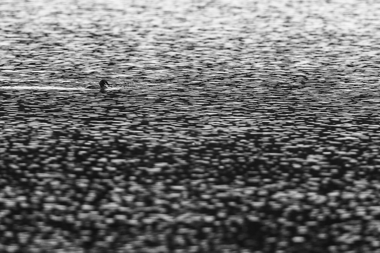 Disturbance