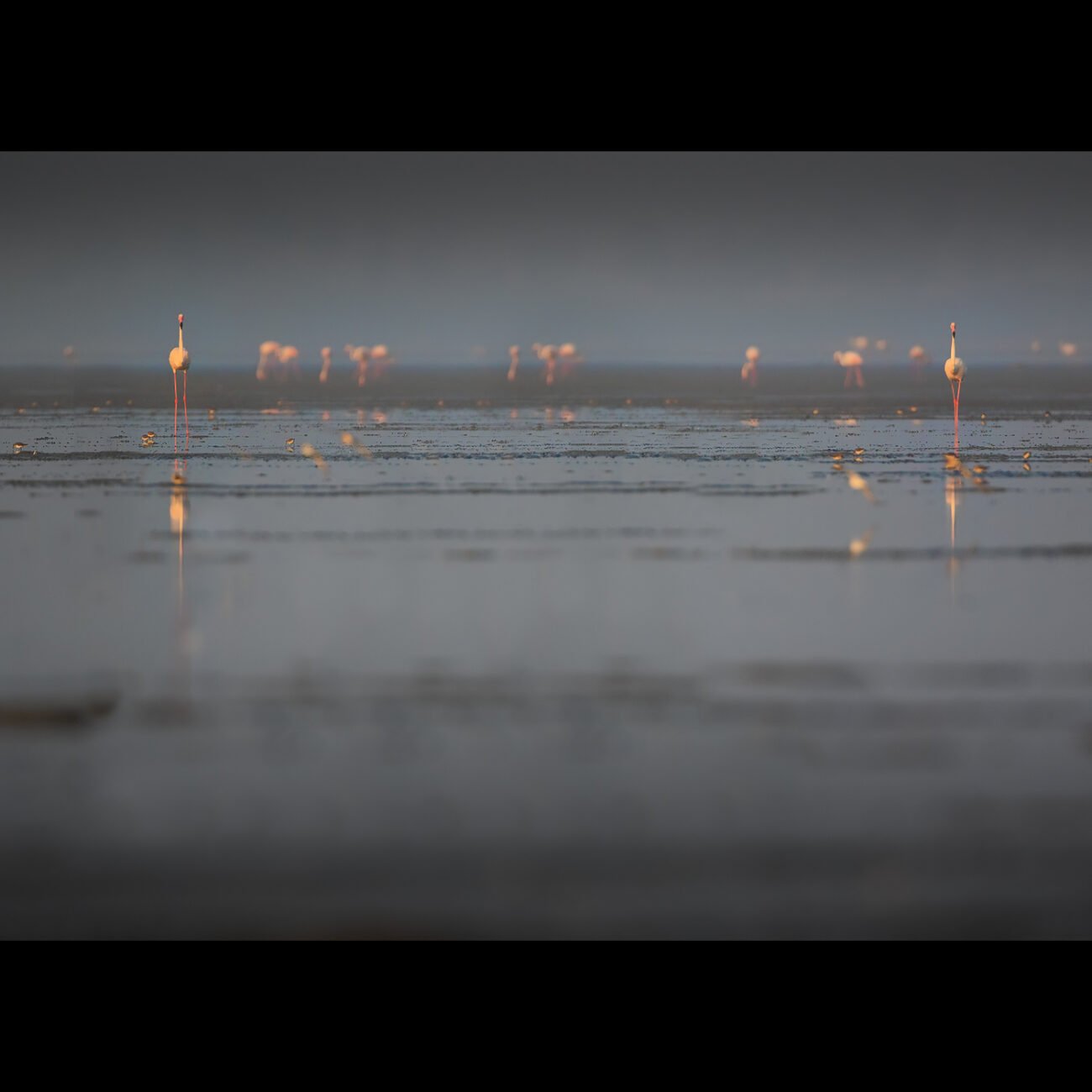 Flamingoes, Pulicat
