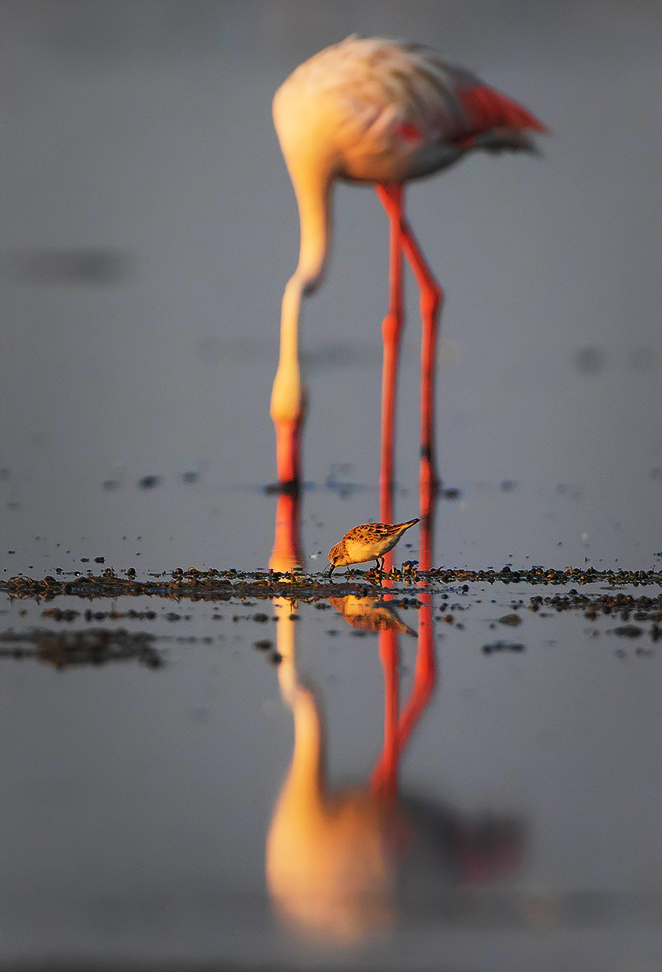 Read more about the article Flamingoes and plover, Pulicat