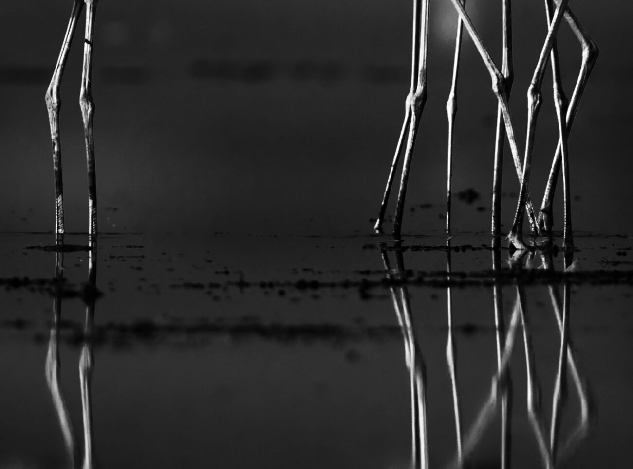 Lines