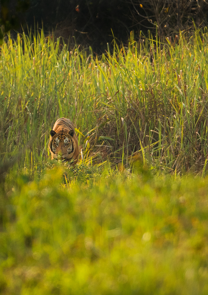 Read more about the article Kaziranga Tiger