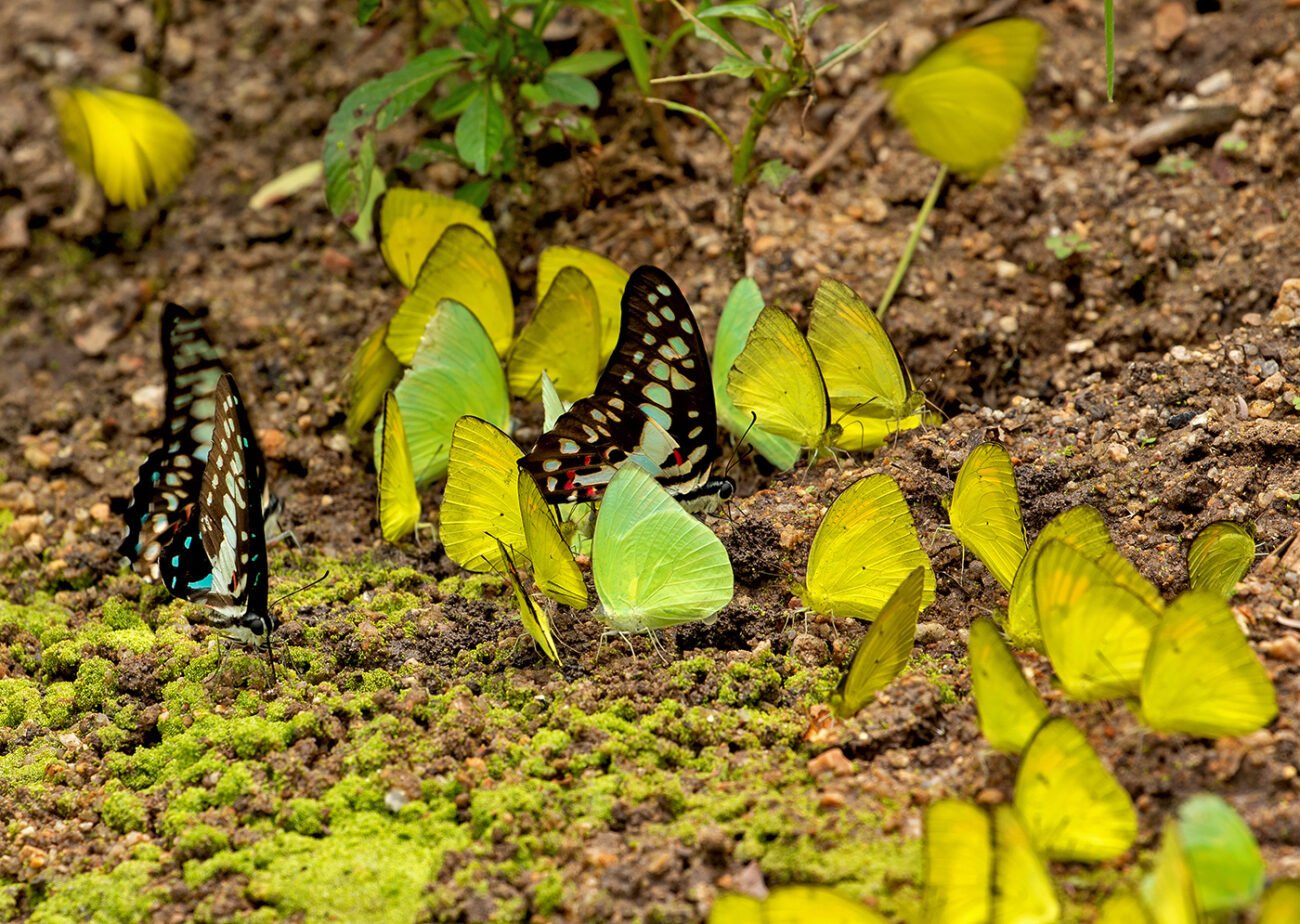 Butterfly gathering, Bengaluru