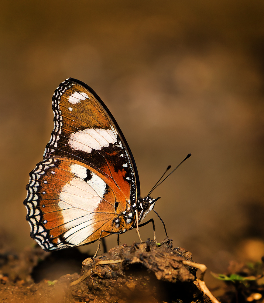 Read more about the article Endangered Butterfly in Bengaluru