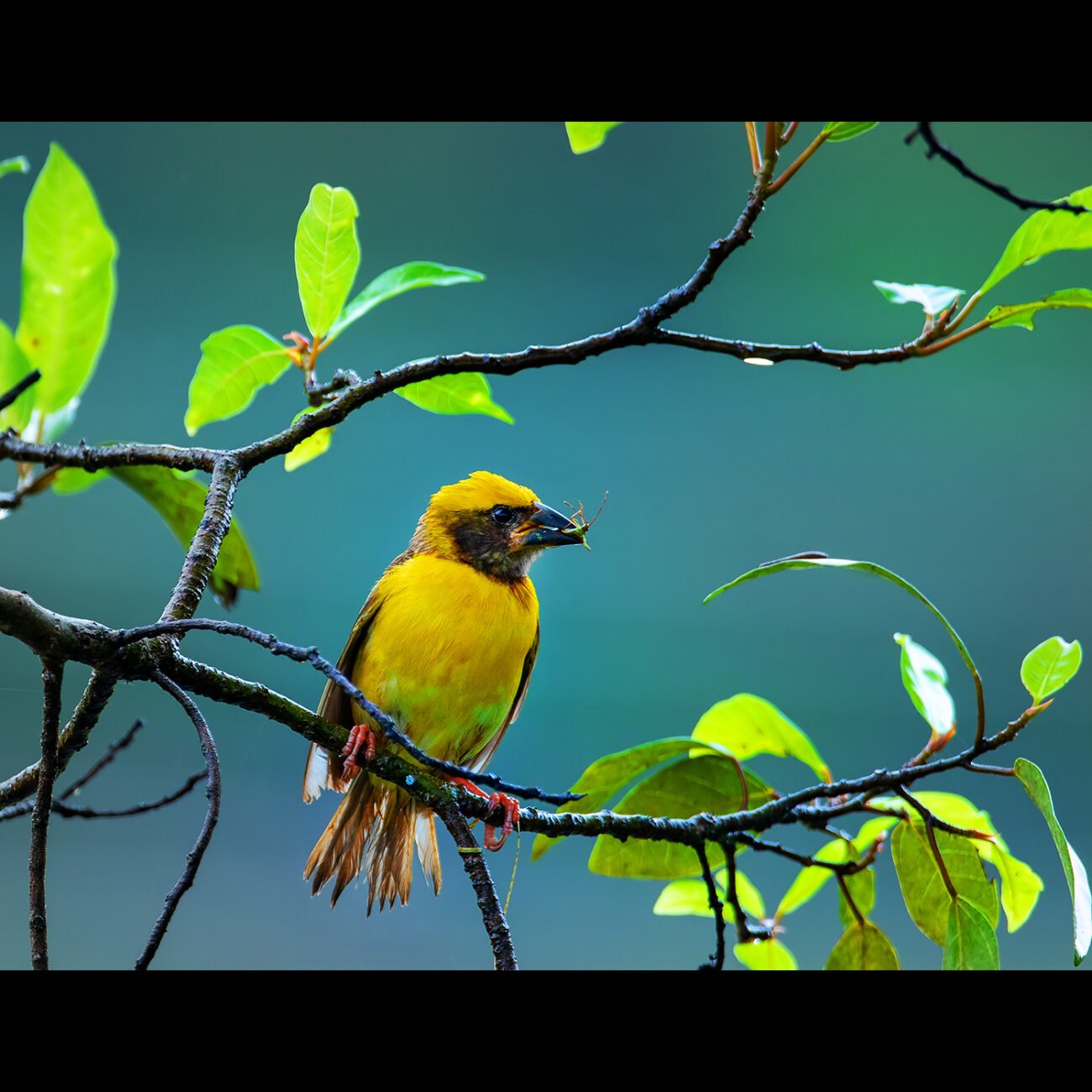 Baya Weaver, Bengaluru