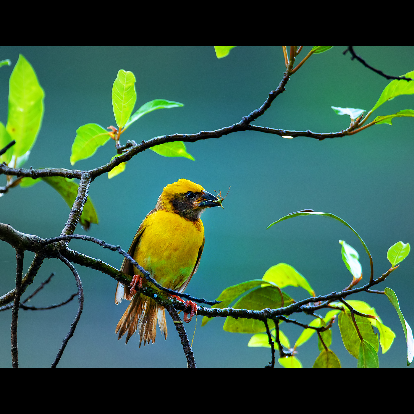 Read more about the article Baya Weaver, Bengaluru