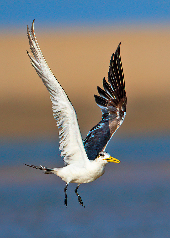 Read more about the article Pulicat Tern