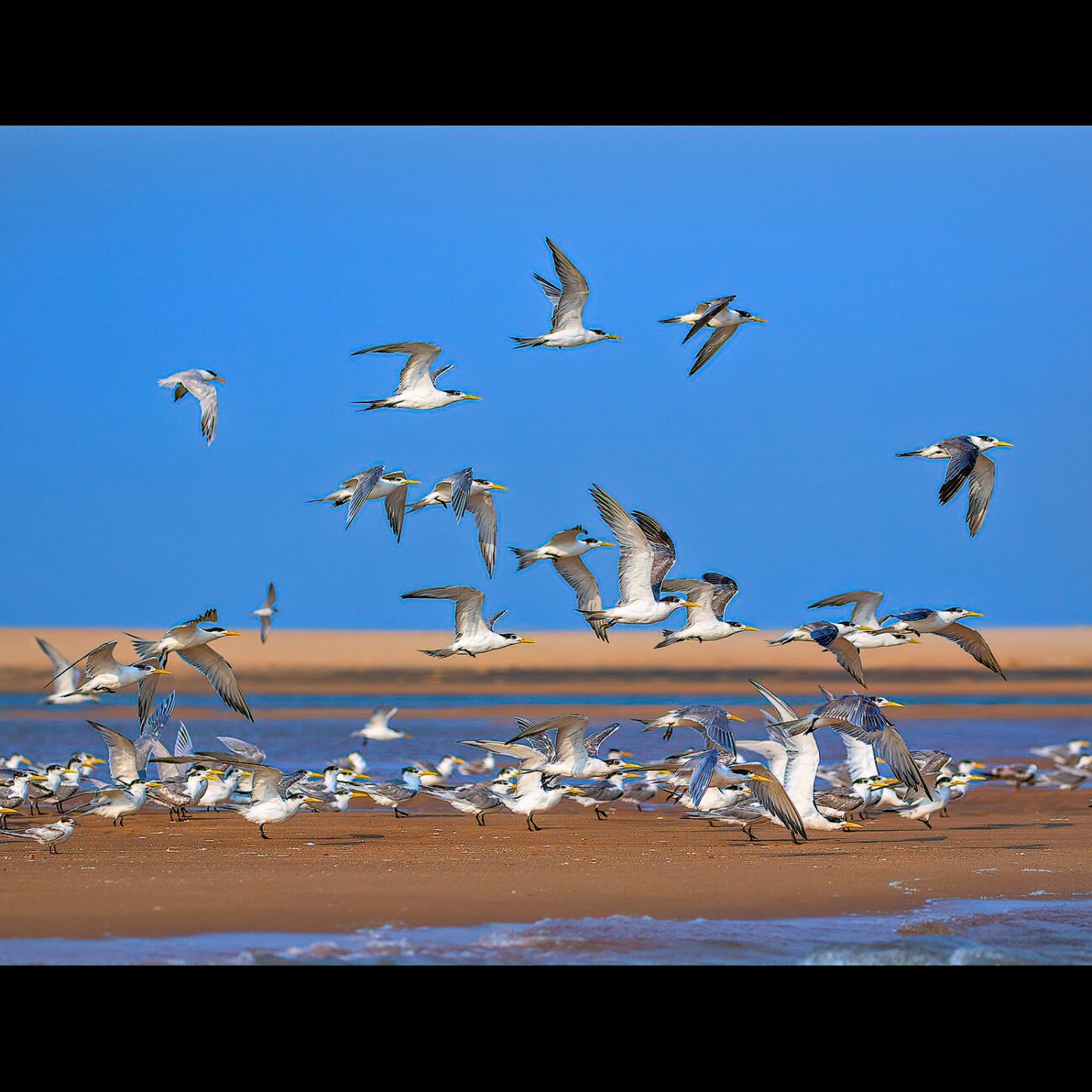 Pulicat Terns