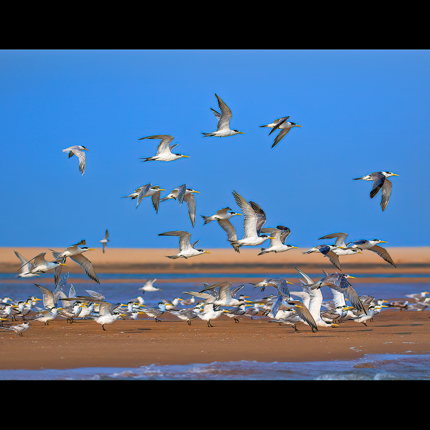 Read more about the article Pulicat Terns