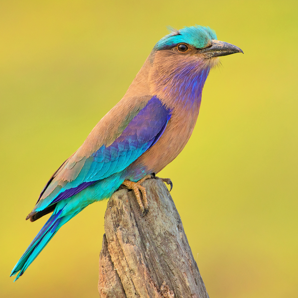 Read more about the article Indian Roller, Kaziranga