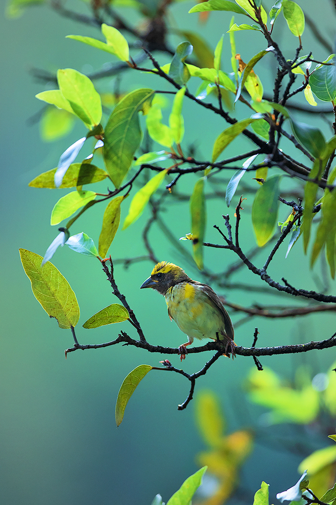 Read more about the article Fluorescent Baya Weaver, Bengaluru