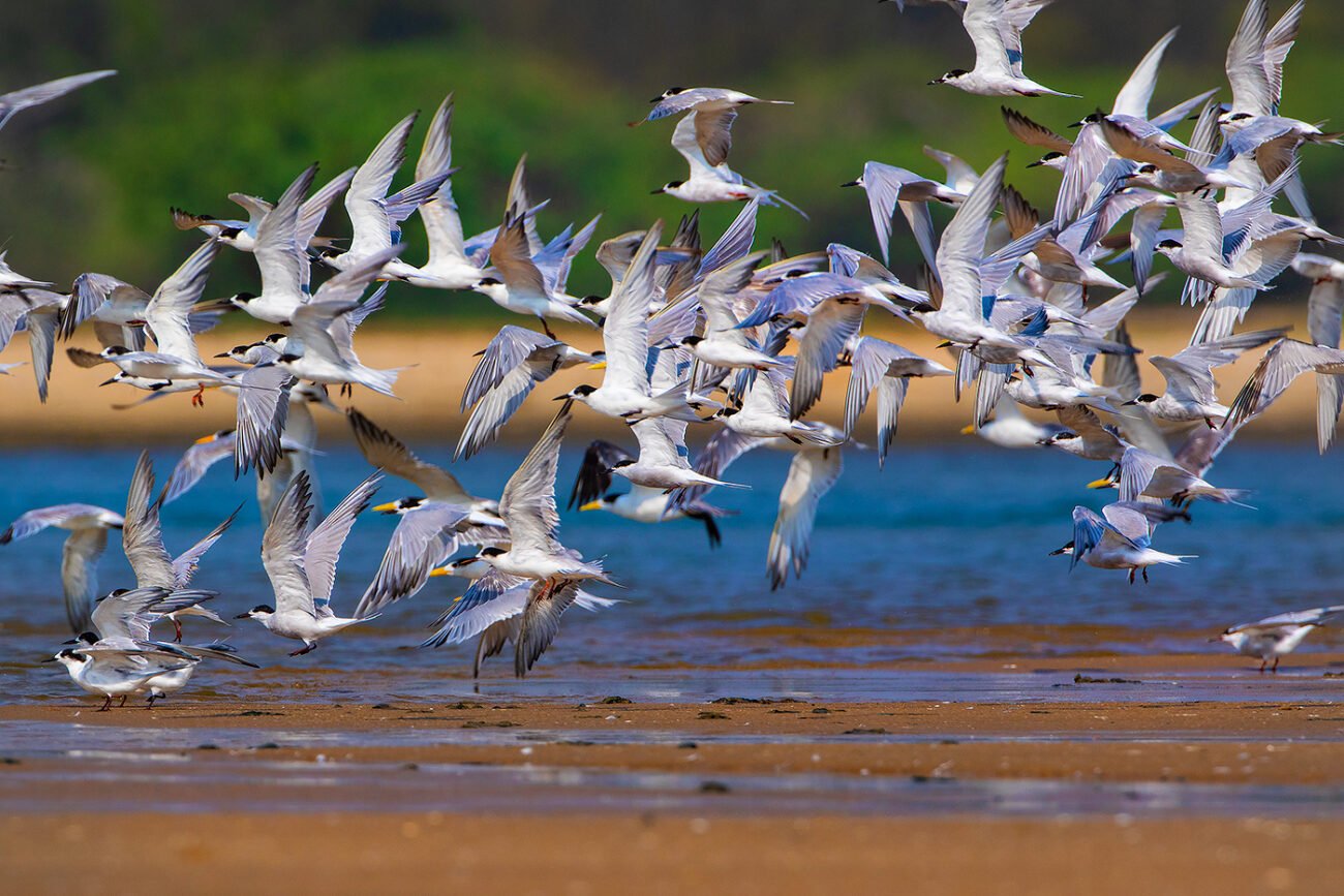 River Tern Fly off